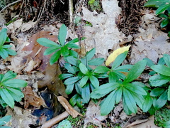 Chimaphila umbellata