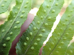 Polypodium arcanum