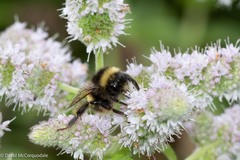 Bombus terricola