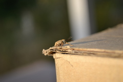 Curculio glandium