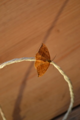 Watsonalla cultraria