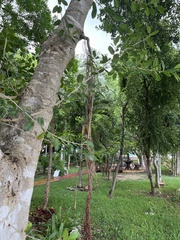 Melicoccus bijugatus