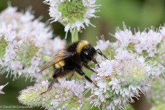 Bombus terricola