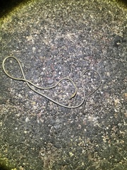 Oxybelis microphthalmus