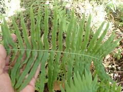 Polypodium arcanum