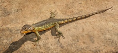 Pseudocordylus subviridis