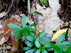 Chimaphila umbellata
