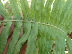 Polypodium arcanum