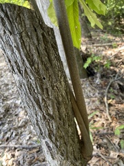 Carya texana