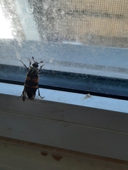 Nicrophorus tomentosus