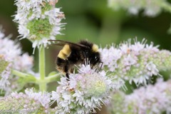 Bombus terricola