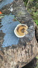 Trametes