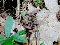 Chimaphila umbellata