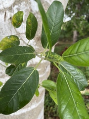 Melicoccus bijugatus