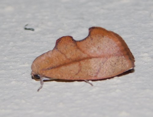 Paraxestis rufescens