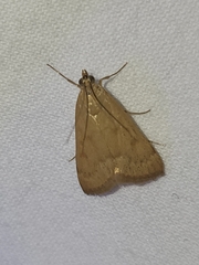 Achyra rantalis