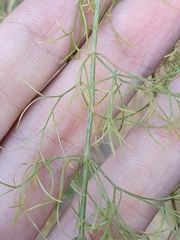 Daucus setifolius image