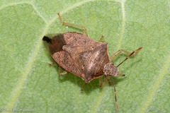 Podisus maculiventris