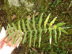Polypodium arcanum
