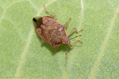 Podisus maculiventris