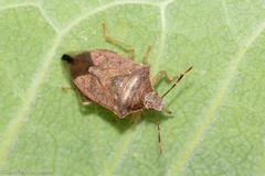 Podisus maculiventris