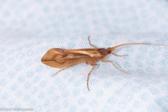 Platycentropus radiatus