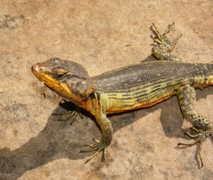 Pseudocordylus subviridis