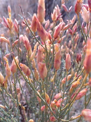 Lasiosiphon polycephalus