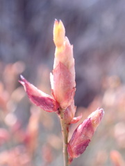 Lasiosiphon polycephalus