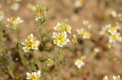 Polycarena aurea