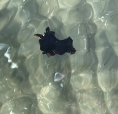 Pseudobiceros splendidus