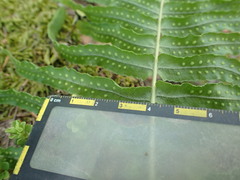 Polypodium arcanum