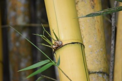 Bambusa vulgaris