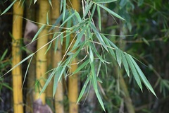 Bambusa vulgaris