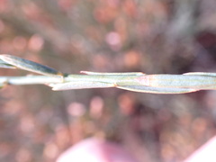 Lasiosiphon polycephalus