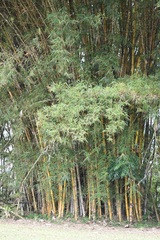 Bambusa vulgaris
