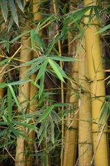 Bambusa vulgaris