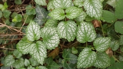 Lamium galeobdolon