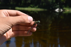 Somatochlora albicincta