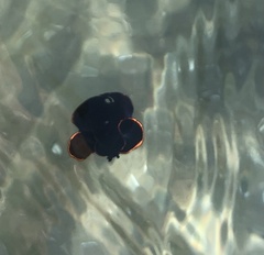 Pseudobiceros splendidus