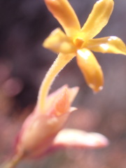 Lasiosiphon polycephalus