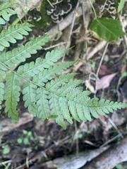 Dryopteris marginalis