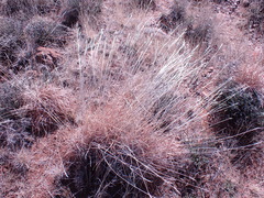 Heteropogon contortus