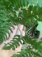 Dryopteris marginalis