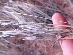 Heteropogon contortus