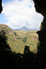 Streptocarpus pusillus
