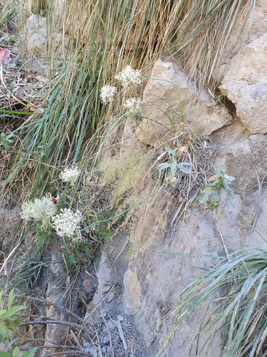 Daucus setifolius image