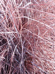 Heteropogon contortus
