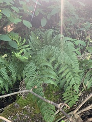 Dryopteris marginalis
