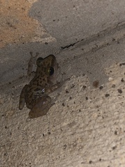 Eleutherodactylus marnockii